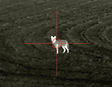 A coyote as seen through the InfiRay RICO G-LRF Thermal optic on a “clean” night. A “dirty” night with excessive dust or moisture in the air can cause the image to look fuzzy.